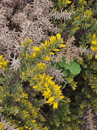 Avistamiento Ulex parviflorus