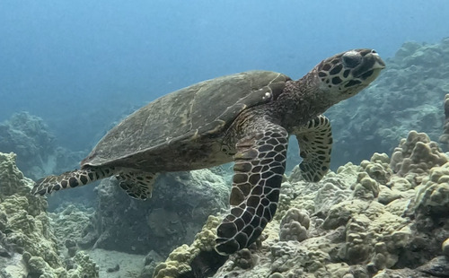 Eretmochelys imbricata, 2025-06-11