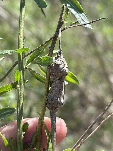 Unknown species found near Tennessee Colony, TX, US