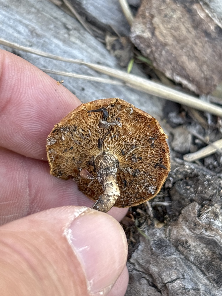 Lentinus arcularius · March 2026 · photo: © sambiology (iNaturalist, cc-by)