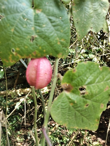 Passiflora cisnana, photograph 3