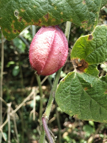 Passiflora cisnana, photograph 4