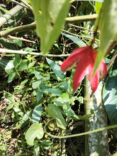 Passiflora cisnana, photograph 5