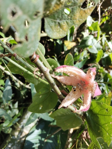 Passiflora cisnana, photograph 6