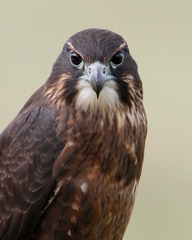 New Zealand Falcon photo 3