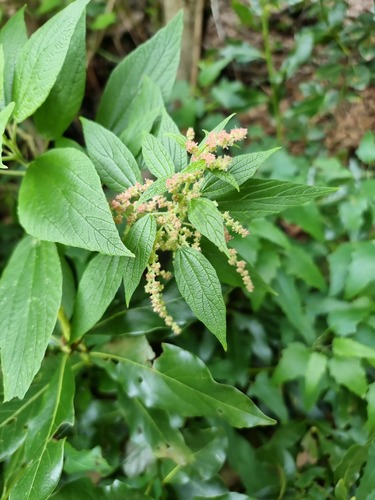 Gesnouinia arborea, photograph 3