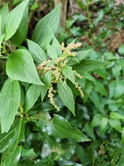 Gesnouinia arborea, photograph (c) Andreas Taeger, some rights reserved (CC BY)