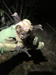 Mormoops megalophylla