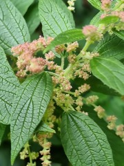 Gesnouinia arborea, photograph (c) Andreas Taeger, some rights reserved (CC BY)