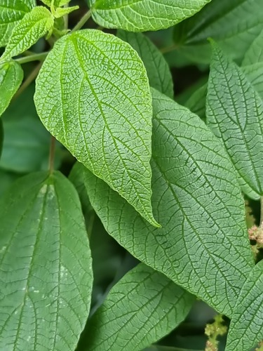 Gesnouinia arborea, photograph 4