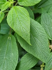 Gesnouinia arborea, photograph (c) Andreas Taeger, some rights reserved (CC BY)