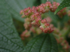Gesnouinia arborea, photograph (c) Andreas Taeger, some rights reserved (CC BY)