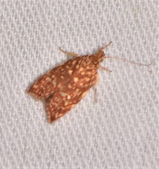 Syringoseca rhodoxantha