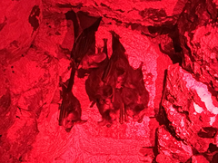 Chrotopterus auritus