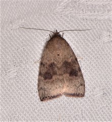 Austrocarea iocephala