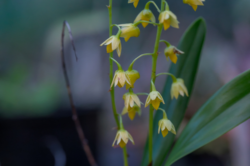 lily of the valley orchid
