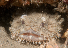 Batrachomoeus dubius
