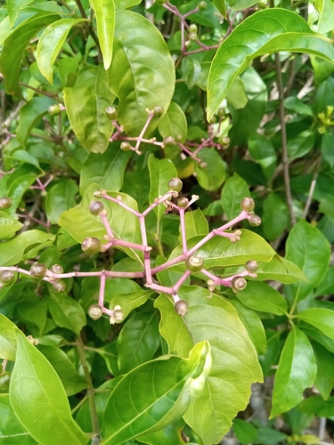 Chassalia princei