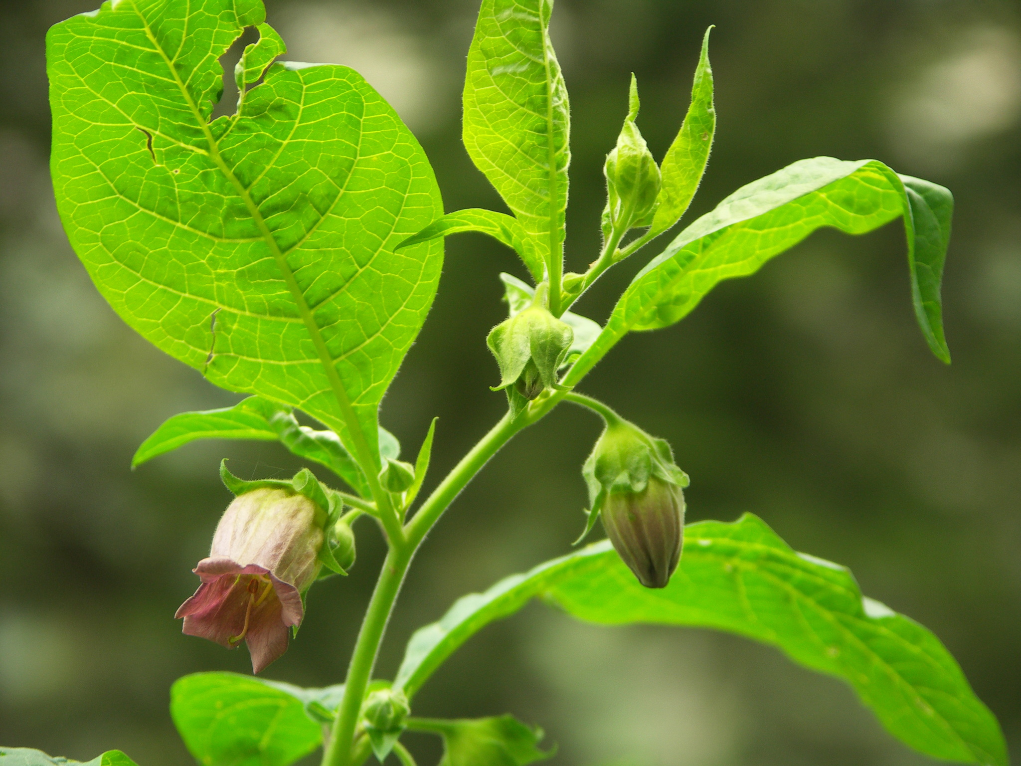 Deadly Nightshade (Atropa bella)