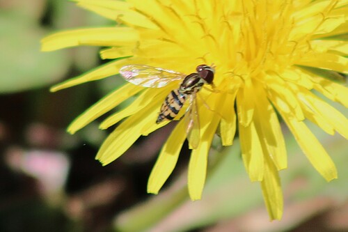 Unknown species found near Old Tennessee Pike Rd, Pinson, AL 35126, USA