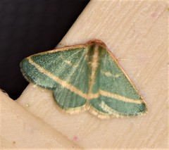 Mixocera latilineata