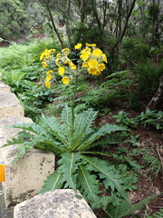 Sonchus acaulis, photograph (c) Andreas Taeger, some rights reserved (CC BY)