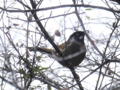 Trochalopteron affine