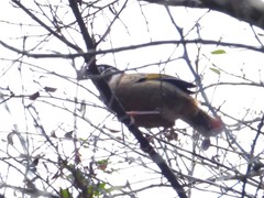 Trochalopteron affine