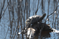 Actinemys marmorata marmorata