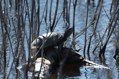 Actinemys marmorata marmorata