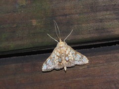 Neoanalthes nebulalis