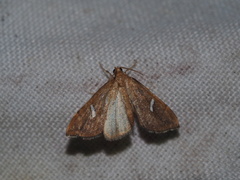 Uthinia albisignalis
