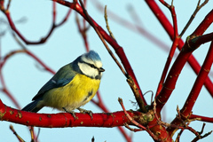 Cyanistes caeruleus