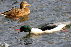 Mergus merganser