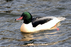 Mergus merganser