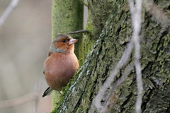 Fringilla coelebs