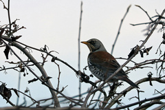 Turdus pilaris