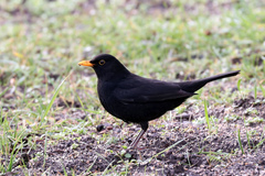 Turdus merula