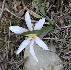 Colchicum eichleri