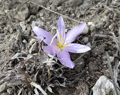 Colchicum eichleri