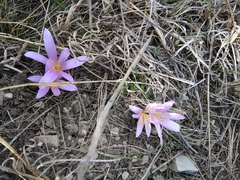 Colchicum eichleri
