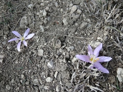 Colchicum eichleri