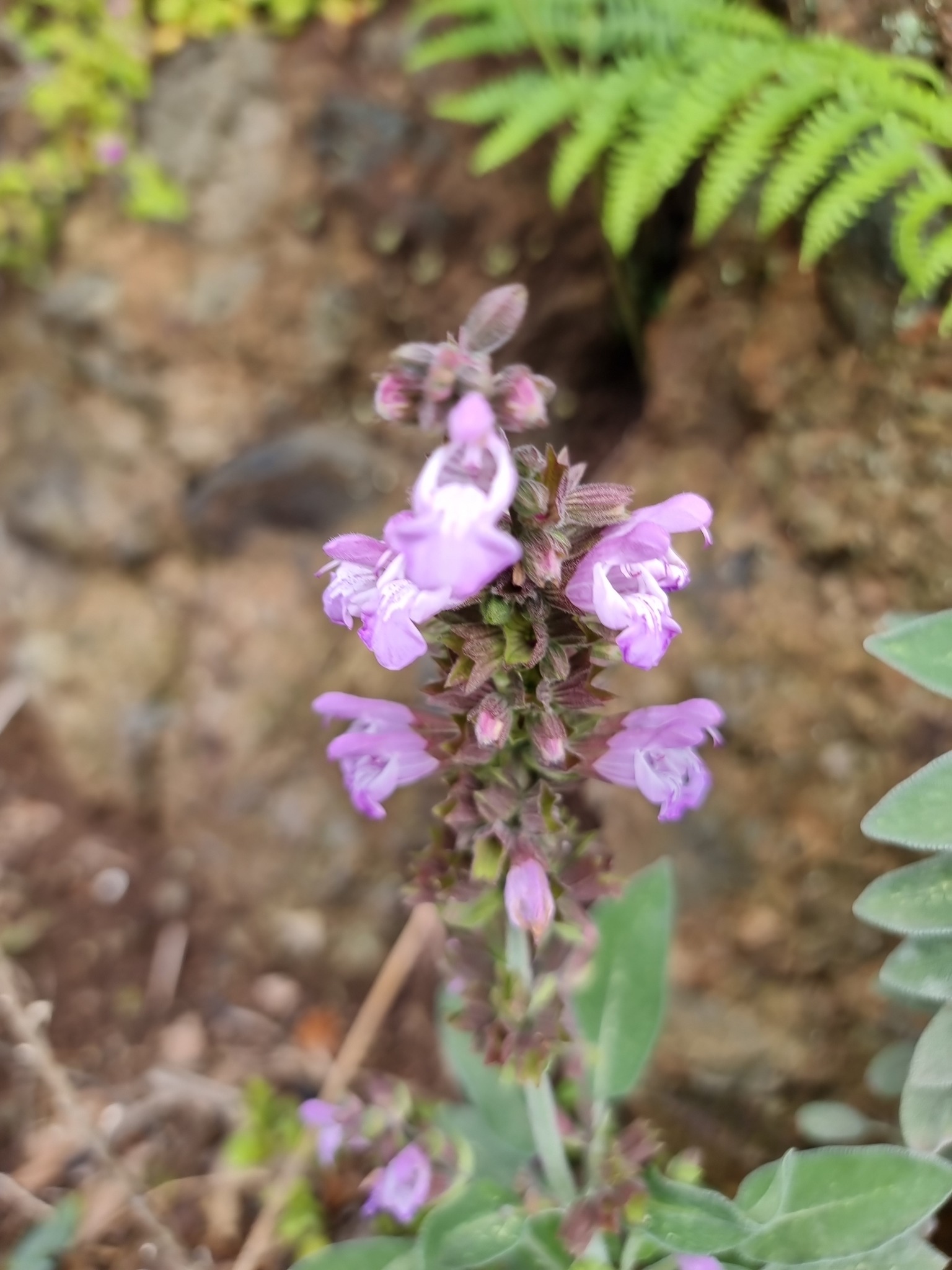 Salvia real