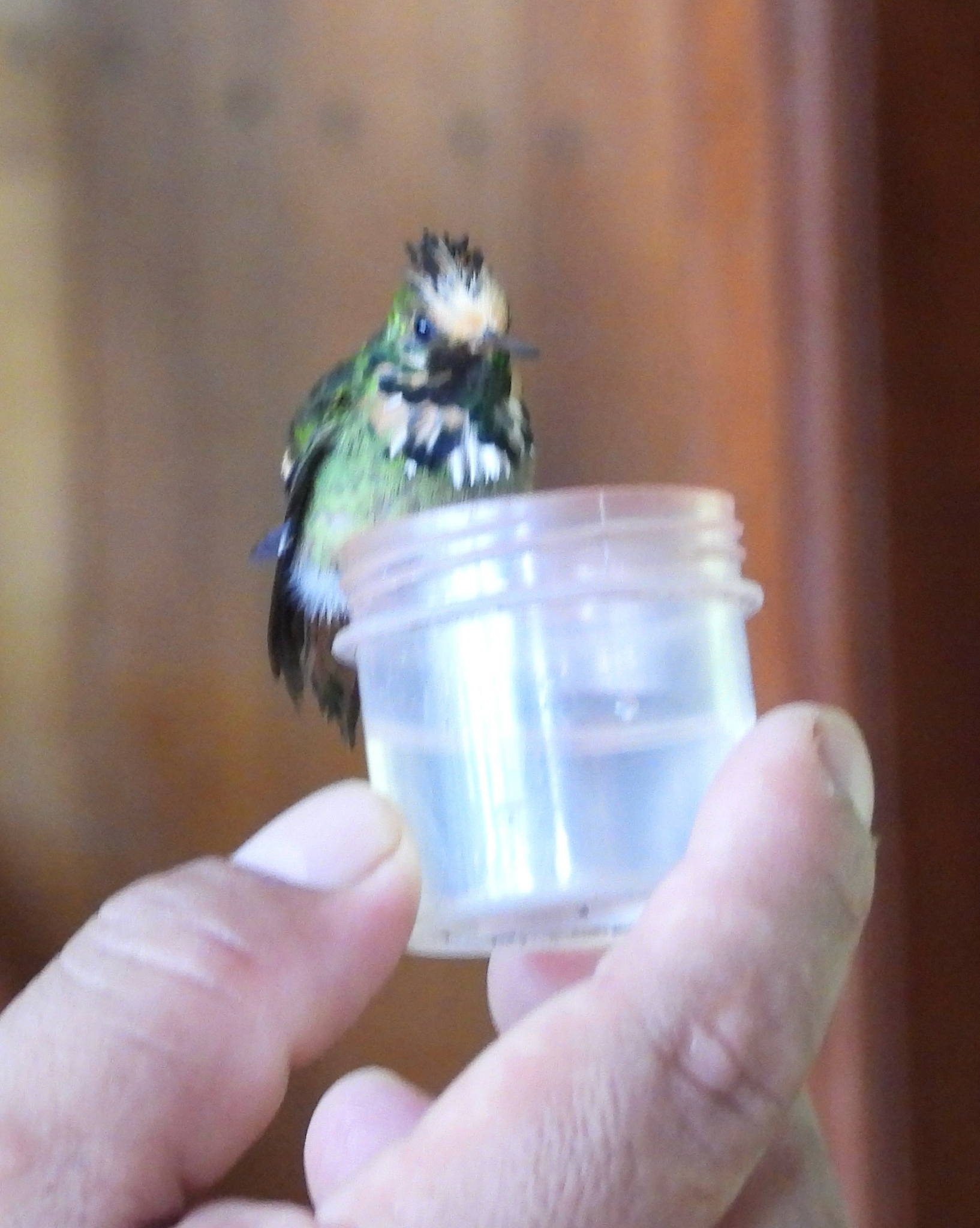 Rufous-crested Coquette (Lophornis delattrei), photo 6
