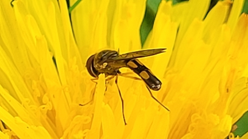 Unknown species found near West Minnehaha, Vancouver, WA, USA