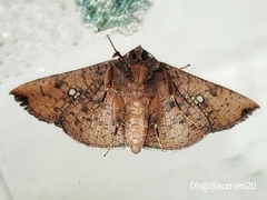 Banisia
