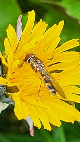 Unknown species found near West Minnehaha, Vancouver, WA, USA