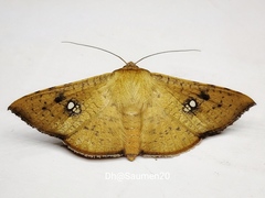 Banisia