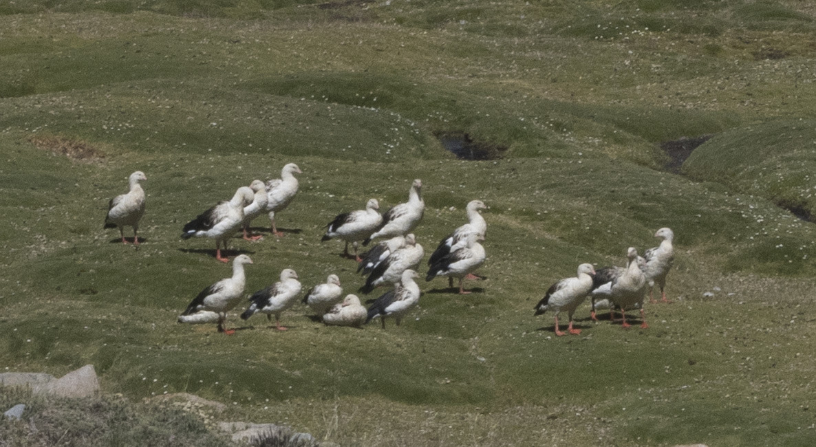 Andean Goose (Chloephaga melanoptera), photo 4