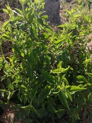 Ambrosia ambrosioides